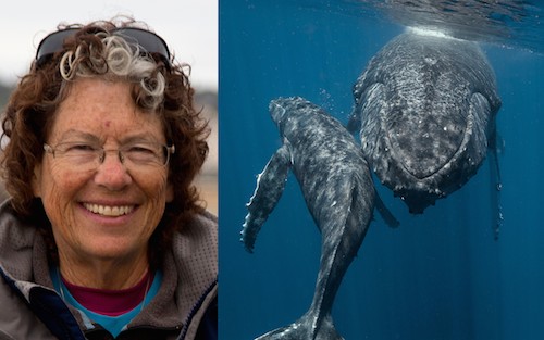 Renowned Marine Photographer Jodi Frediani on It’s A Question of Balance with Ruth Copland